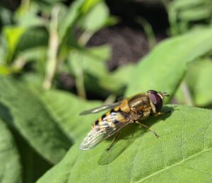 "I like the inclusivesess of BumbleCon", says hoverfly