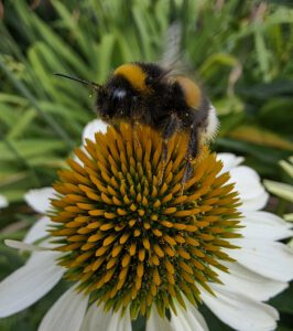 Big Brutus: Winner of the pollination bumblympics