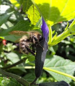 Algerian bee Baahir Nahlah at the flower lifting competition